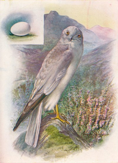 Hen-Harrier - Circus cyaneus, c1910, 1910 av George James Rankin