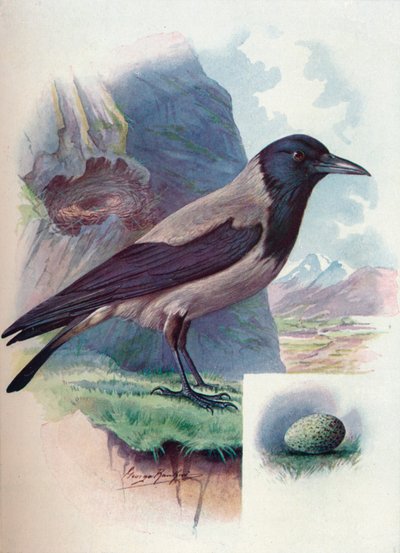 Hettekråke - Corvus cornix, c1910, 1910 av George James Rankin