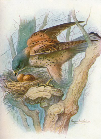 Tårnfalk - falco tinnunculus, c1910, 1910 av George James Rankin