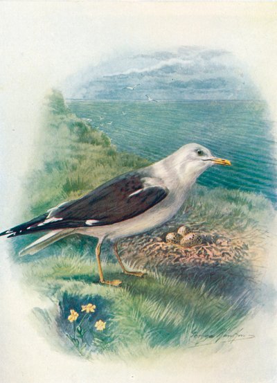 Mindre svartbak - Larus fuscus, c1910, 1910 av George James Rankin