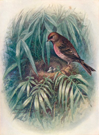 Lesser Red Poll - Linota rufescens, c1910, 1910 av George James Rankin