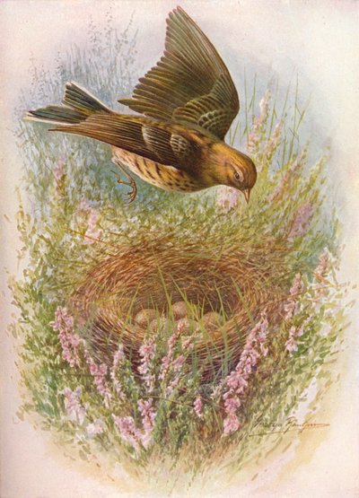 Engpiperke eller tisser - Anthus pratensis, c1910, 1910 av George James Rankin