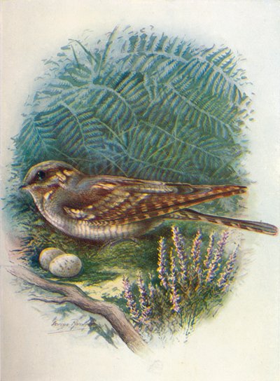 Nattkrukke eller geitesuger - Caprimulgus europaeus, c1910, 1910 av George James Rankin