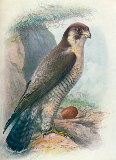 Vandrefalk - Falco peregrinus, c1910, 1910 av George James Rankin