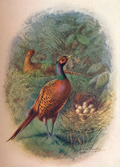 Fasan - Phasianus colchicus, c1910, 1910 av George James Rankin