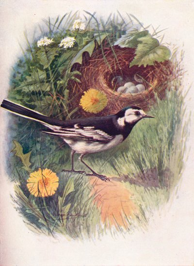 Pied wagtail - Motacilla lugubris, c1910, 1910 av George James Rankin