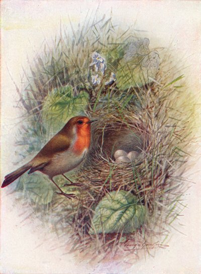 Rødbryst eller Robin - Erithacus rubecula, c1910, 1910 av George James Rankin