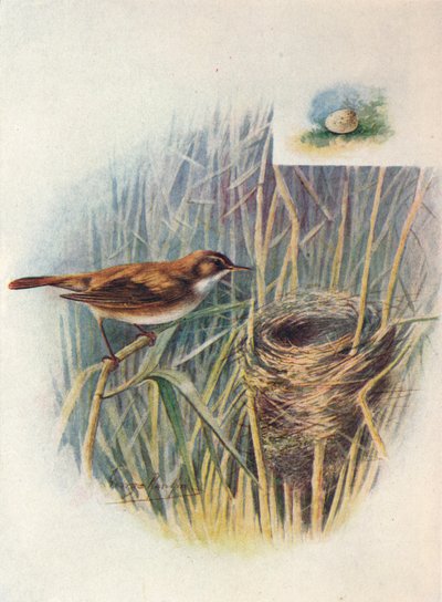 Rørsanger - Acrocephalus streperus, c1910, 1910 av George James Rankin