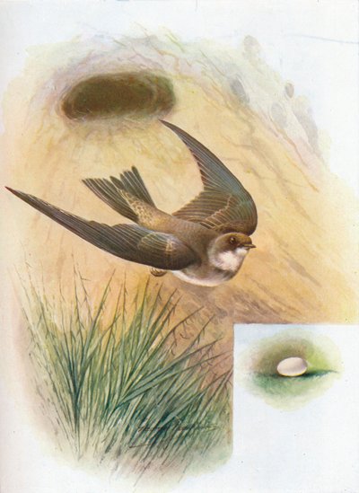 Sand-Martin - Cotil riparia, c1910, 1910 av George James Rankin