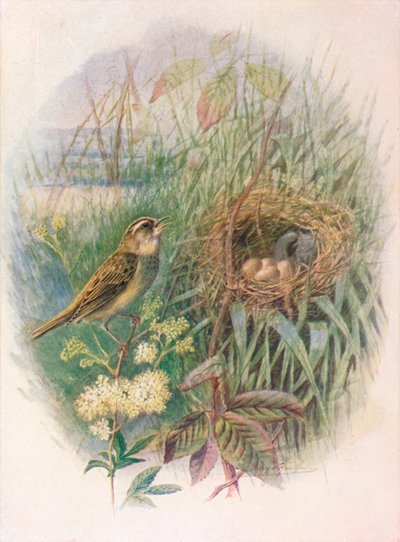 Sedge-Warbler - Acrocephalus phragmitis, c1910, 1910 av George James Rankin