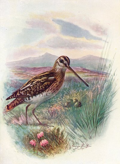 Snipe - Celestial Gallinago, c1910, 1910 av George James Rankin
