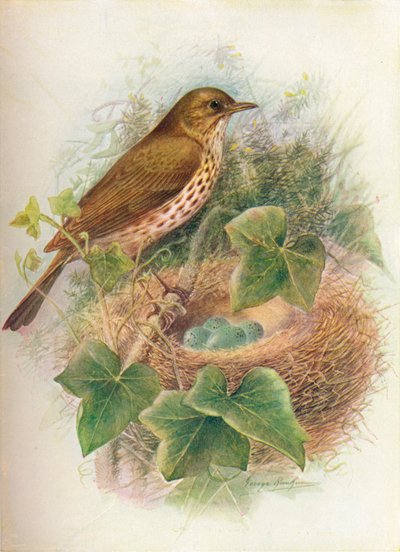 Song-Thrush eller Mavis - Turdus musicus, c1910, 1910 av George James Rankin