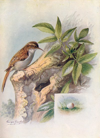 Tree-Creeper - Certhia familiaris, c1910, 1910 av George James Rankin