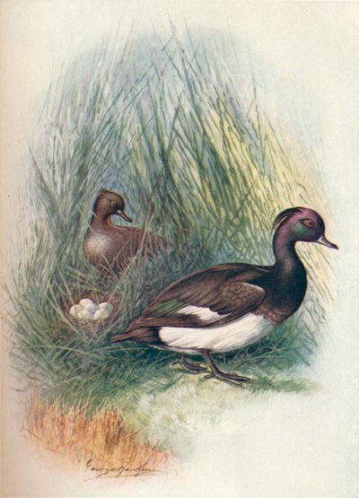 Tufted Duck - Fuligula cristata, c1910, 1910 av George James Rankin