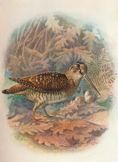 Woodcock - Scolopax rusticula, c1910, 1910 av George James Rankin