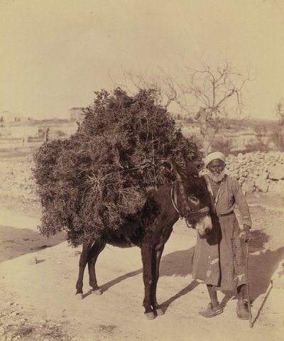 Esel som bærer last med røtter og kvister som drivstoff, Palestina, ca. 1900 (bilde)) av Bartolome Esteban and studio Murillo