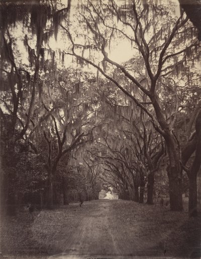 Bonaventure-kirkegården, fire mil fra Savannah av George N. Barnard