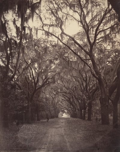 Bonaventure kirkegård, fire mil fra Savannah, 1866. av George N. Barnard