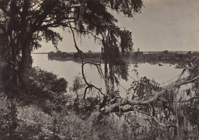 Savanah River, nær Savanah, Georgia, 1860-tallet. av George N. Barnard