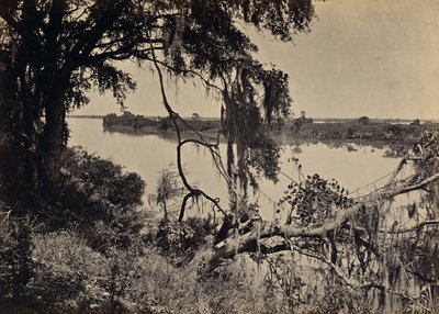 [Savannahelven, nær Savannah, Georgia] av George N. Barnard