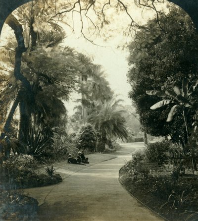 Pathway in the Queens Park, Brisbane, Australia, c1909. av George Rose