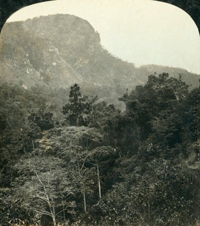 Tropisk vegetasjon i Barron River Gorge,...Cairns, Queensland, Australia, c1909. av George Rose