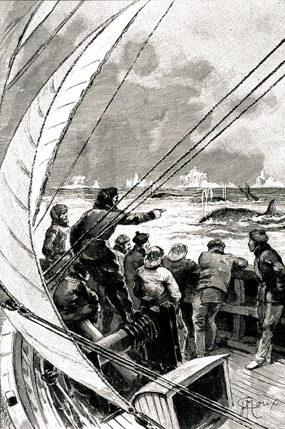Til sjøs mot polen: mannskapet på et skip (seilbåt) ser en gruppe hvaler. Illustrasjon av romanen av Jules Verne (1828-1905) "" The Ice Sphinx "" av George Roux