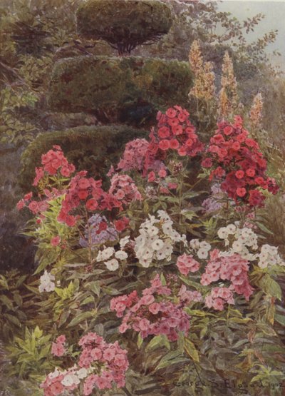 Phlox av George Samuel Elgood