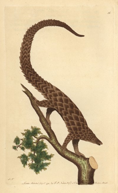 Firetået manis, Long-tailed Pangolin eller Black-bellied Pangolin, fra 