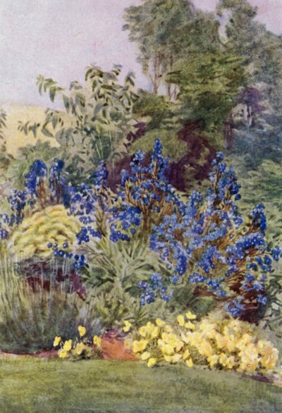 Anchusa Italica Dropmore-varianten, Dropmore Alkanet, med Clematis recta og Violas (farge litho) av George Soper