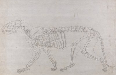 En komparativ anatomisk fremstilling av menneskekroppens struktur med en tiger og en vanlig fugl: Tigerskjelett, sett fra siden av George Stubbs