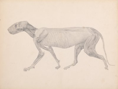  av George Stubbs