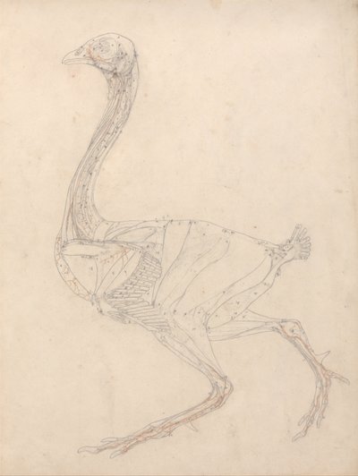  av George Stubbs