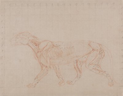 En komparativ anatomisk fremstilling av menneskekroppens struktur med en tiger og en vanlig fugl: Tigerkropp, lateral visning (studie av det fjerde trinnet i disseksjonen som viser de dypere musklene) av George Stubbs