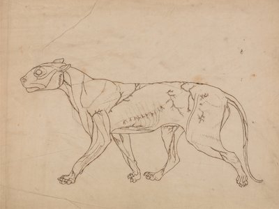  av George Stubbs