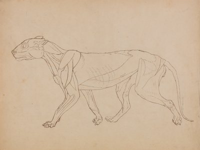  av George Stubbs
