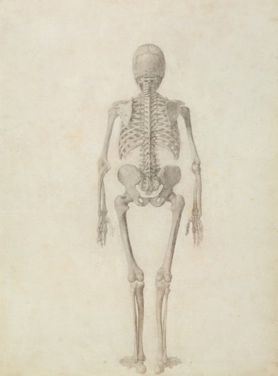 En sammenlignende anatomisk fremstilling av strukturen til menneskekroppen med strukturen til en tiger og en fugl: menneskeskjelett, posteriort syn av George Stubbs
