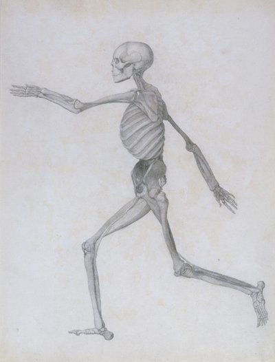En sammenlignende anatomisk utstilling av strukturen til menneskekroppen med strukturen til en tiger og en fugl: menneskelig figur, sidevisning, 1795-1806 av George Stubbs