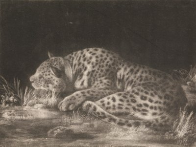 En Tyger (sovende leopard) av George Stubbs
