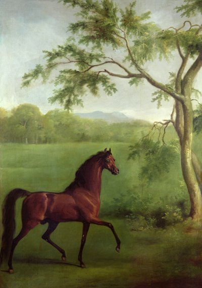 En arabisk hingst under et tre, ca. 1761-63 (olje på lerret) av George Stubbs