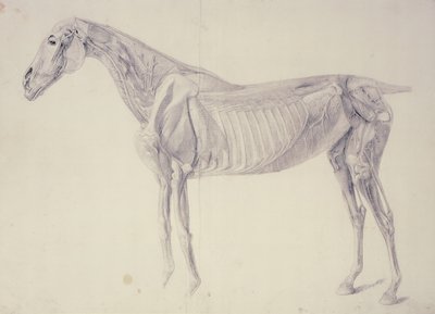 Diagram fra The Anatomy of the Horse av George Stubbs