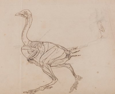 Dorking Hen Body, Lateral View (konturtegning av musklene) av George Stubbs