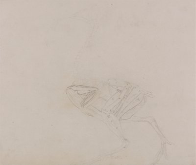 Dorking Hen Body, Lateral View (Studie av musklene i kroppen og lemmer på et senere stadium av disseksjon) av George Stubbs