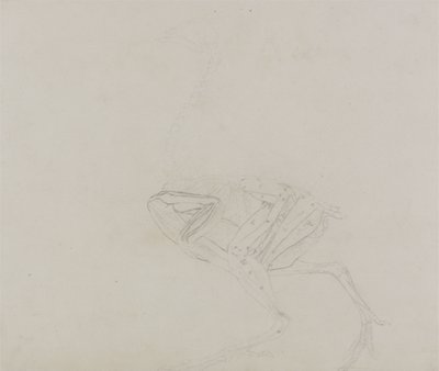 Dorking Hen Body, Lateral View, fra en sammenlignende anatomisk utstilling av strukturen til menneskekroppen med strukturen til en tiger og en vanlig fugl, 1795-1806 (grafitt på tynt vevd papir) av George Stubbs