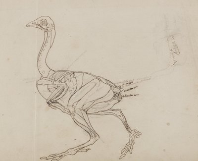 Dorking Hen Body, Lateral View, fra "En sammenlignende anatomisk utstilling av strukturen til menneskekroppen med strukturen til en tiger og en vanlig fugl" av George Stubbs