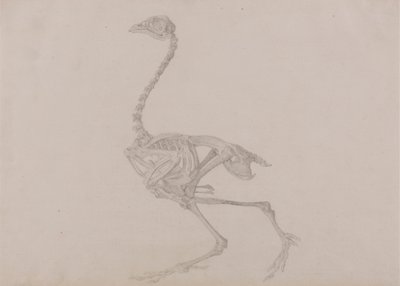 Dorking Hen Skeleton, Lateral View (Ferdig studie for en upublisert tabell) av George Stubbs
