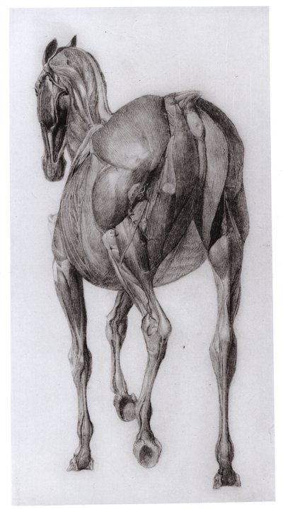 Ryggsyn av muskelstrukturen til en progressivt dissekert hest, studie nr. 7 fra The Anatomy of the Horse, 1766 av George Stubbs