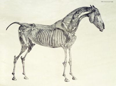 Femte anatomiske tabell, fra 