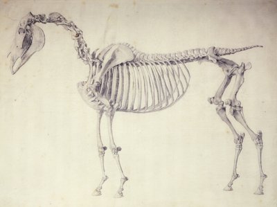 Fifth Anatomical Table, fra 