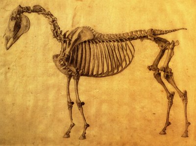 Ferdig studie for det første skjelettbordet til en hest, ca. 1766 (grafitt på papir) av George Stubbs